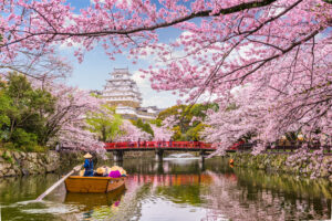 Japan Cherry Blossoms