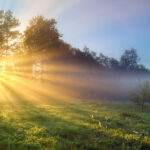 Insights-Gratitude: Not Just for Thanksgiving Anymore
