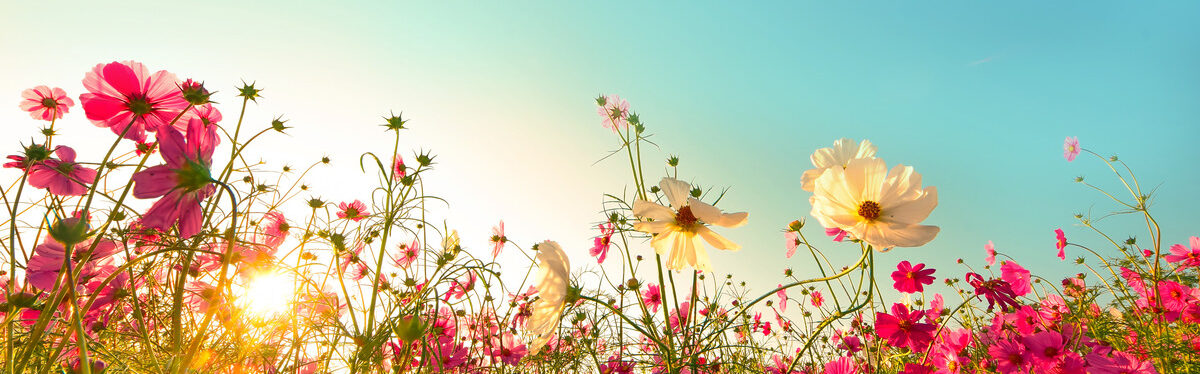 shutterstock 797194879
