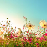 Insights-A Spring in Our Step this Earth Day