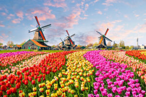 Tulips Netherlands