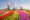Tulips Netherlands