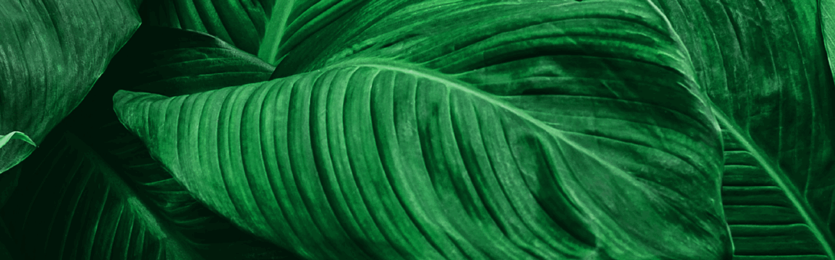 sustainability in events