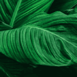 Insights-The Sustainable Events Playbook